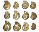 Lot: - Polished Whole Ammonite Fossils - Pieces #116649-1
